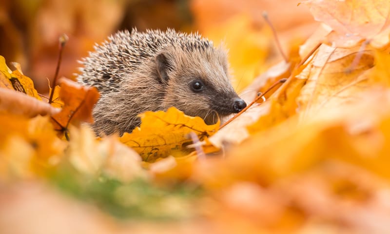 Egel in de herfst tuin