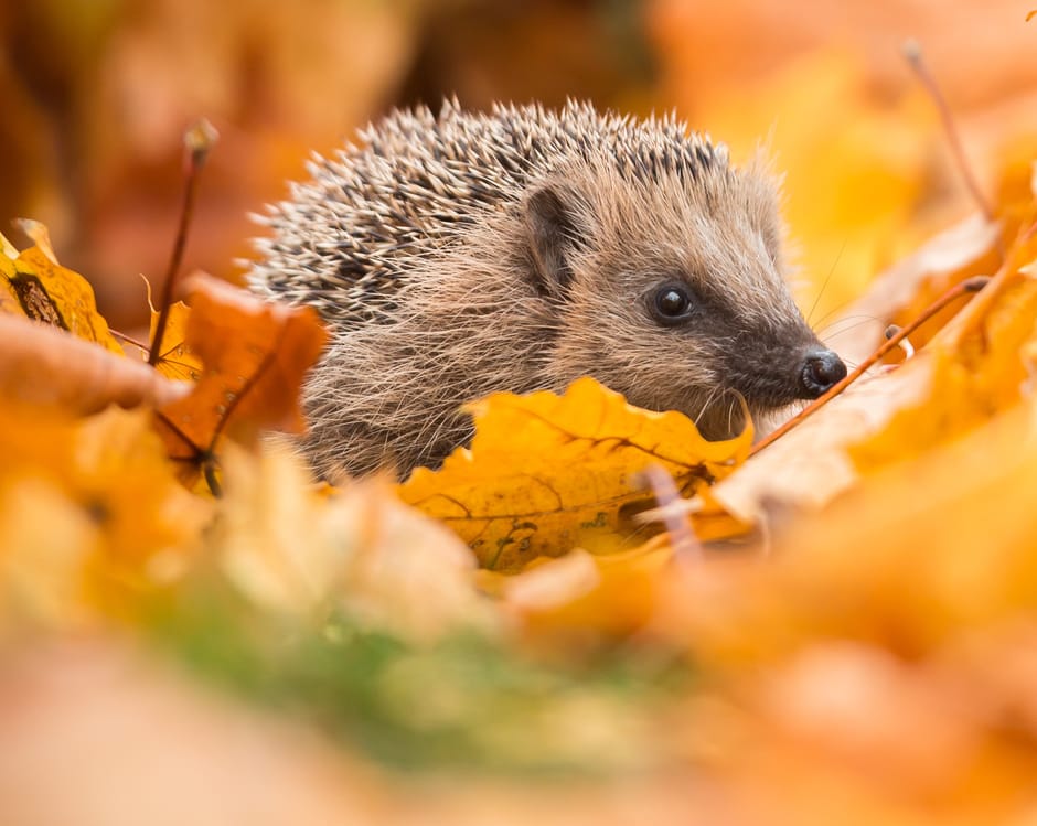 Egel in de herfst tuin