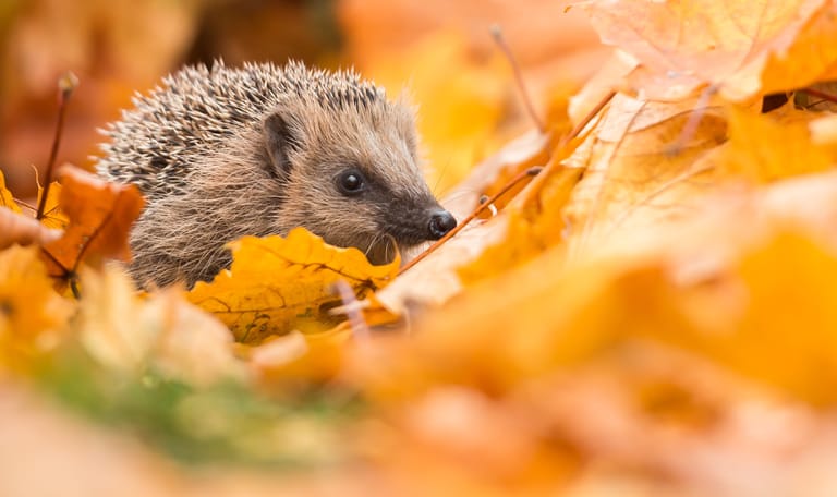 Egel tussen herfstbladeren in een tuin
