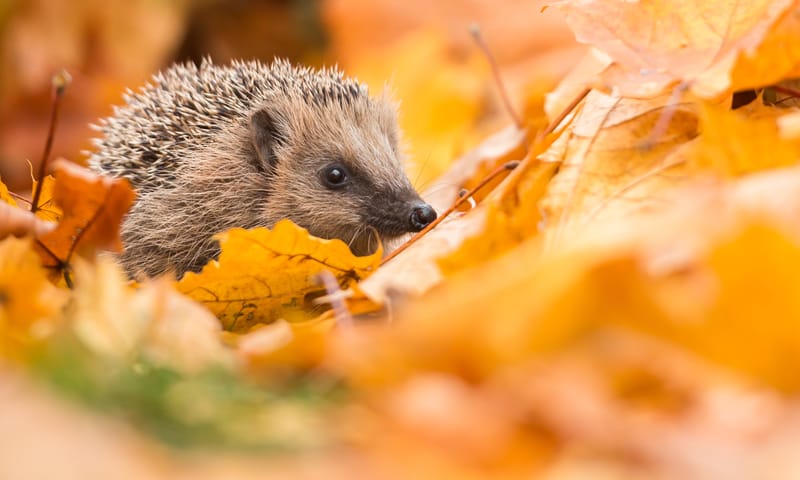 Egel tussen herfstbladeren in een tuin