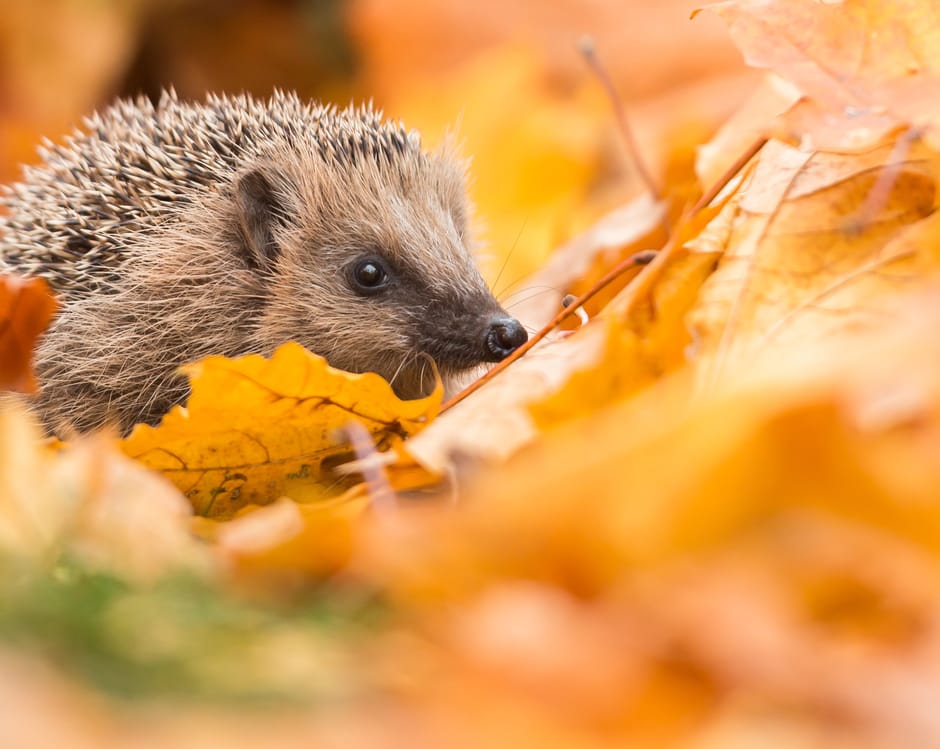 Egel tussen herfstbladeren in een tuin