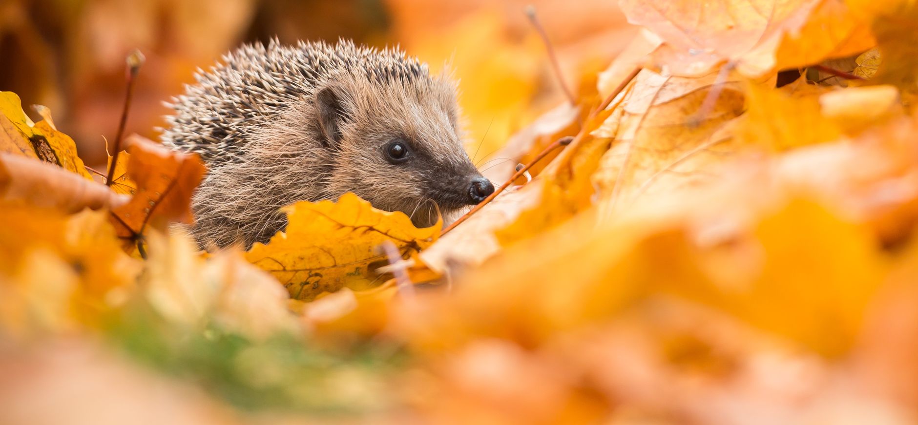 Egel tussen herfstbladeren in een tuin