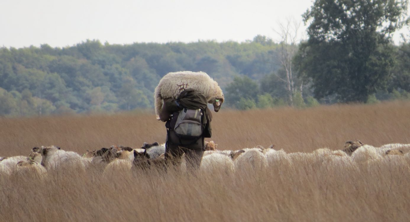 Schaapherder draagt schaap op schouder