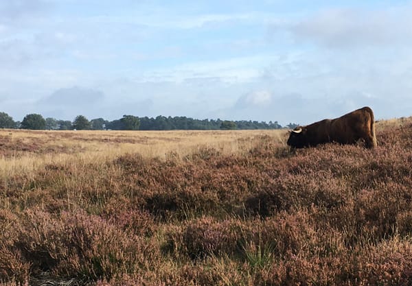 Schotse hooglander op de Kleine Heide