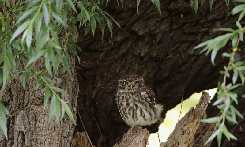 Steenuil in knotwilg