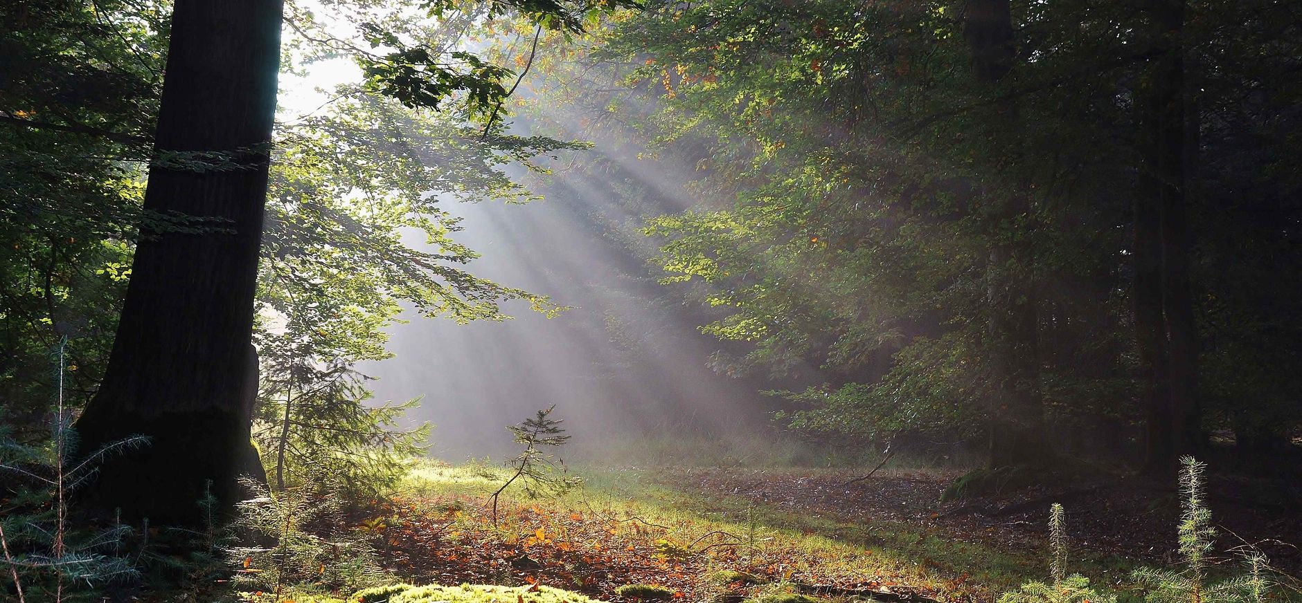 De Stippelberg stilte