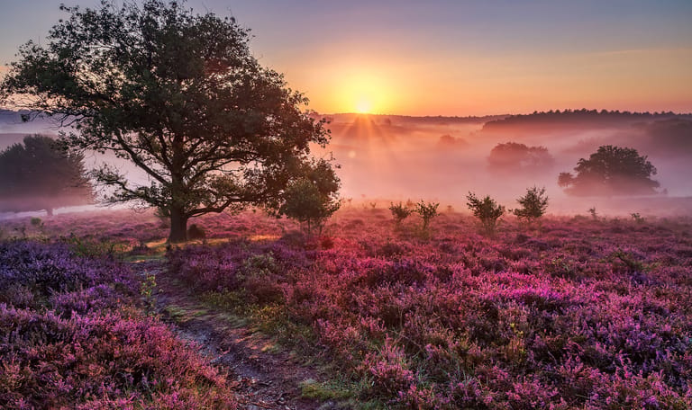 Veluwezoom met bloeiende heide