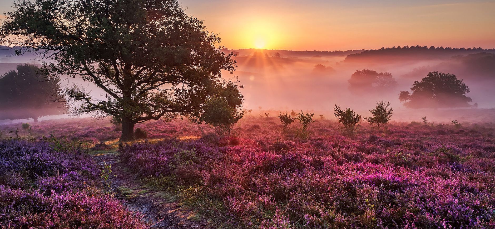 Veluwezoom met bloeiende heide