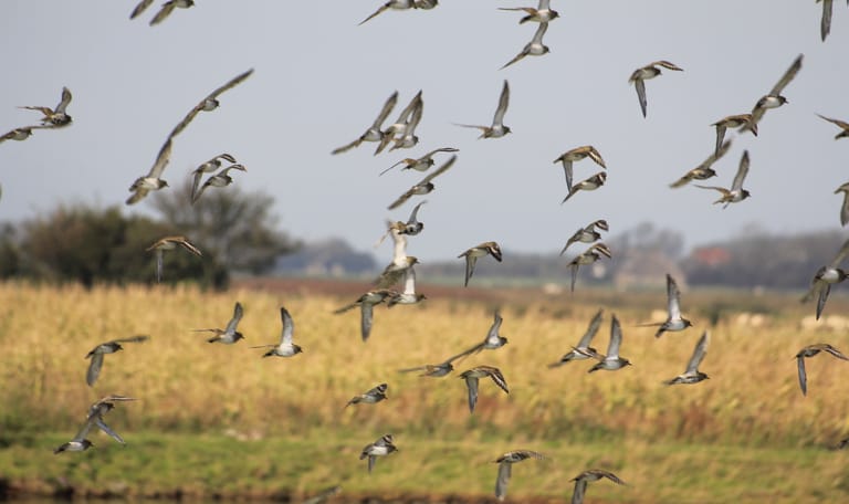 Vogels Waalenburg