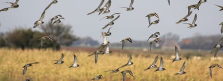 Vogels Waalenburg