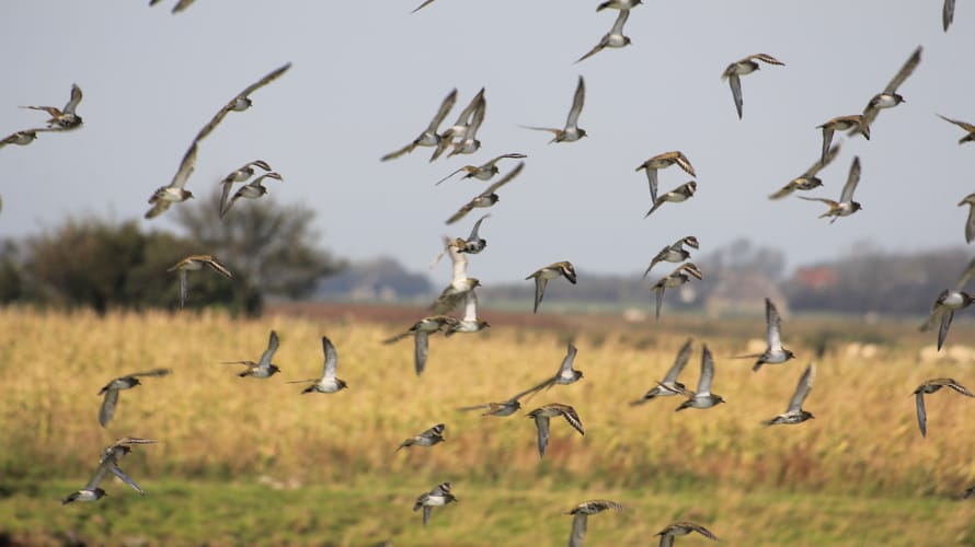 Vogels Waalenburg