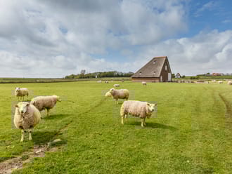 Schapenboet Texel De Waddel