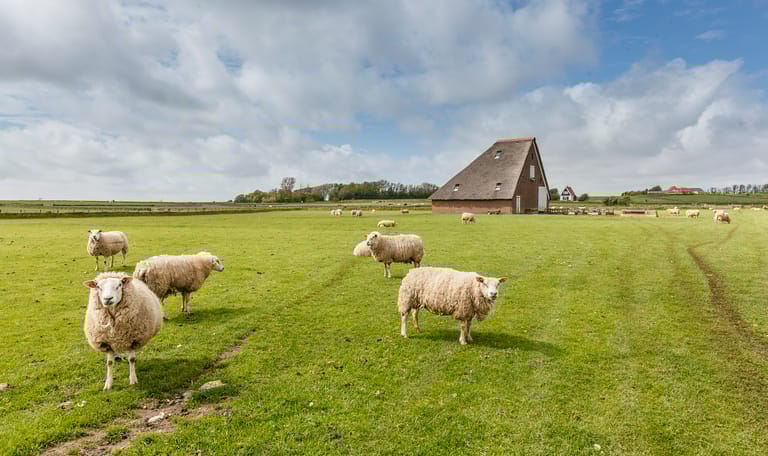 Schapenboet Texel De Waddel