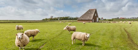 Schapenboet Texel De Waddel