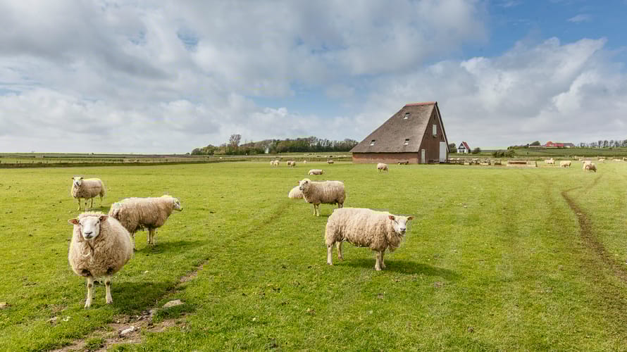 Schapenboet Texel De Waddel