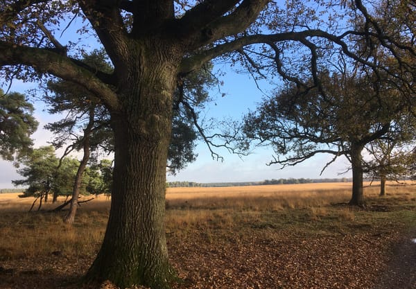 Kleine Heide