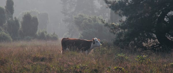 hereford buurserzand
