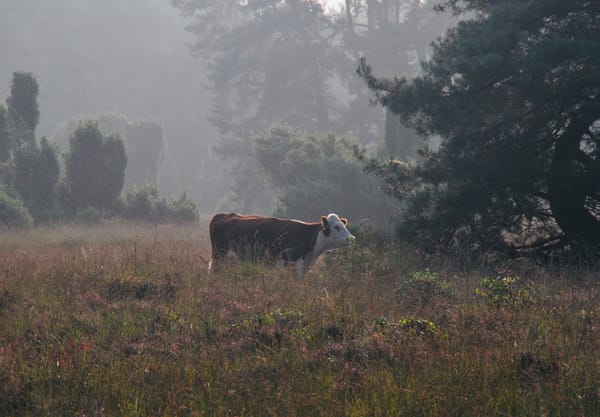hereford buurserzand