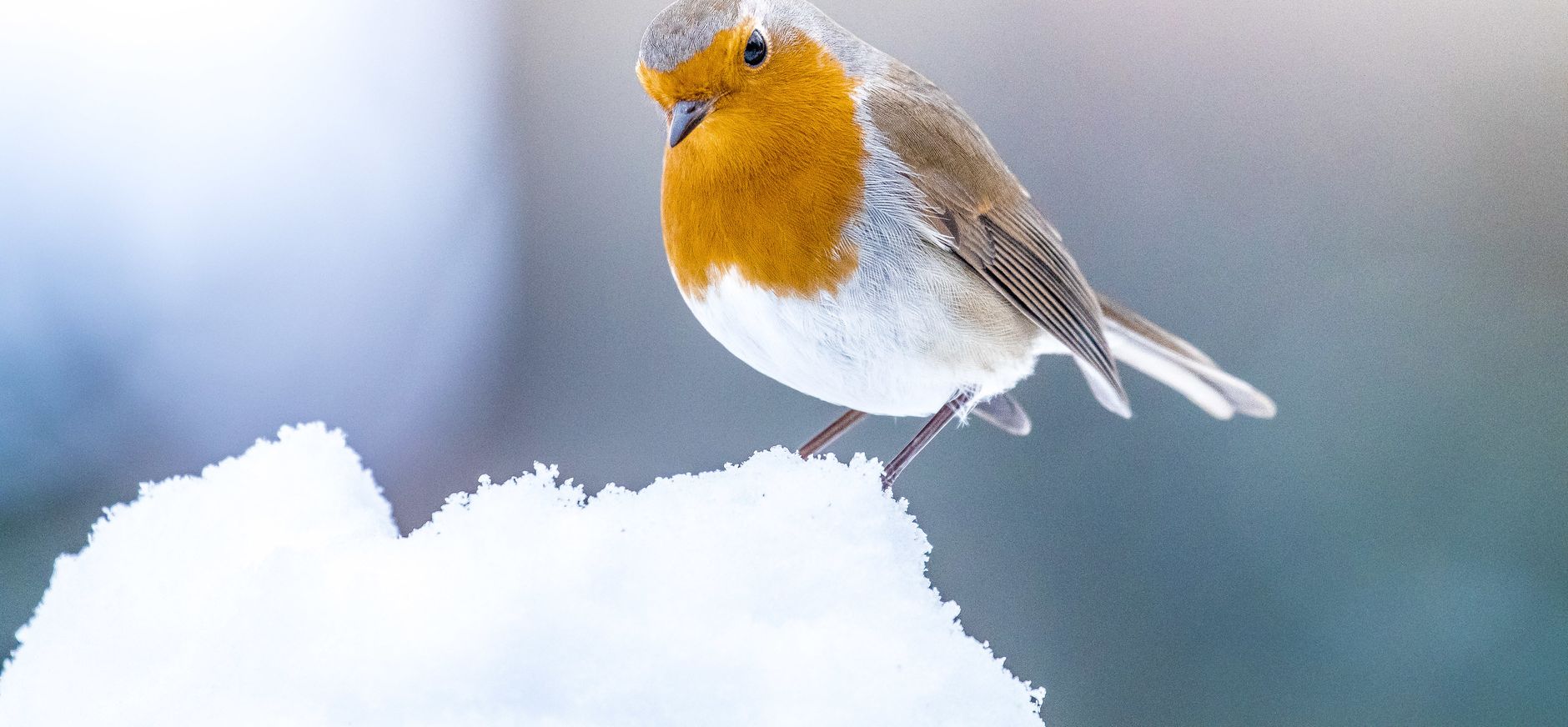 Vogels bijvoeren