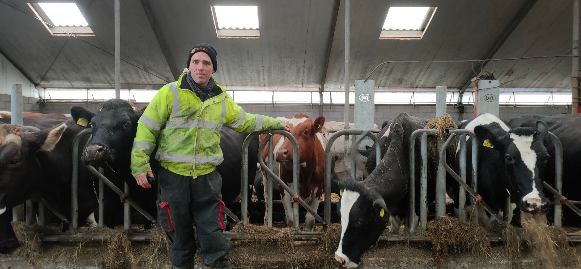 Adopteer een koe bij boer Dirk Gravesteyn