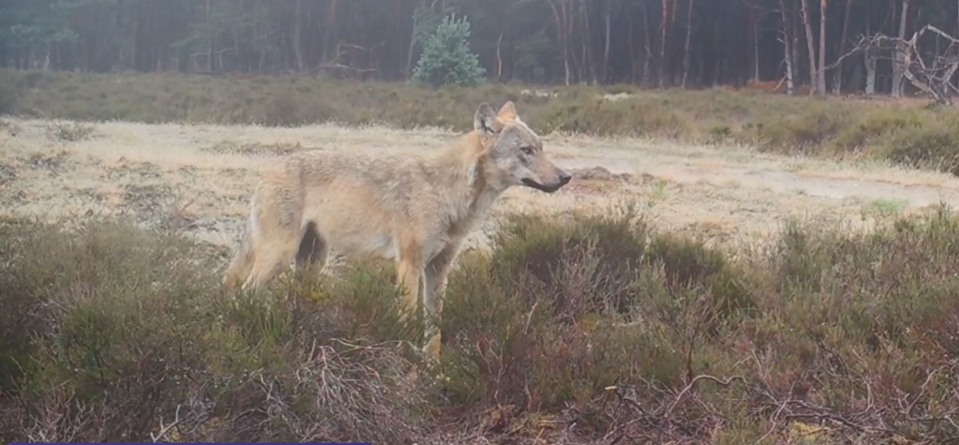 De wolf in de zomer - wolfblog