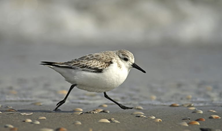 Drieteenstrandloper wintergast
