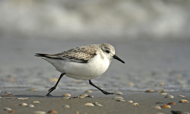 Drieteenstrandloper wintergast