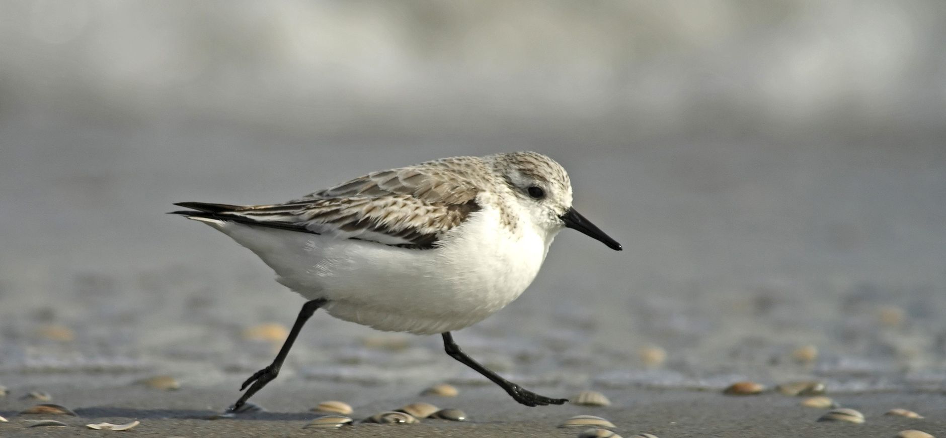 Drieteenstrandloper wintergast