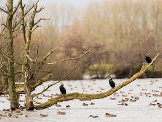 Ackerdijkse Plassen