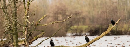 Ackerdijkse Plassen