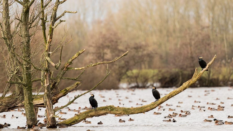 Ackerdijkse Plassen