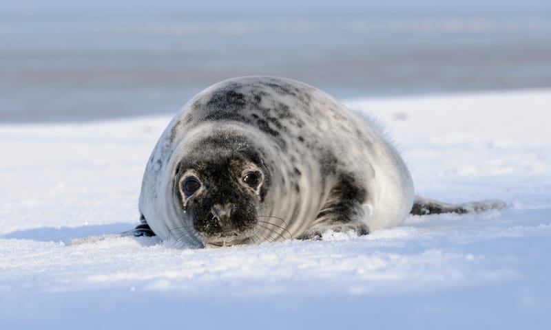 Grijze zeehond winter