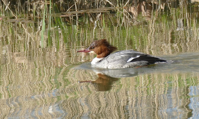 Grote zaagbek