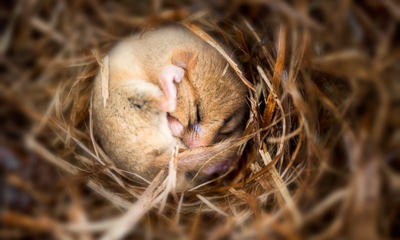 Hazelmuis in winterslaap Hazelmuis in winterslaap