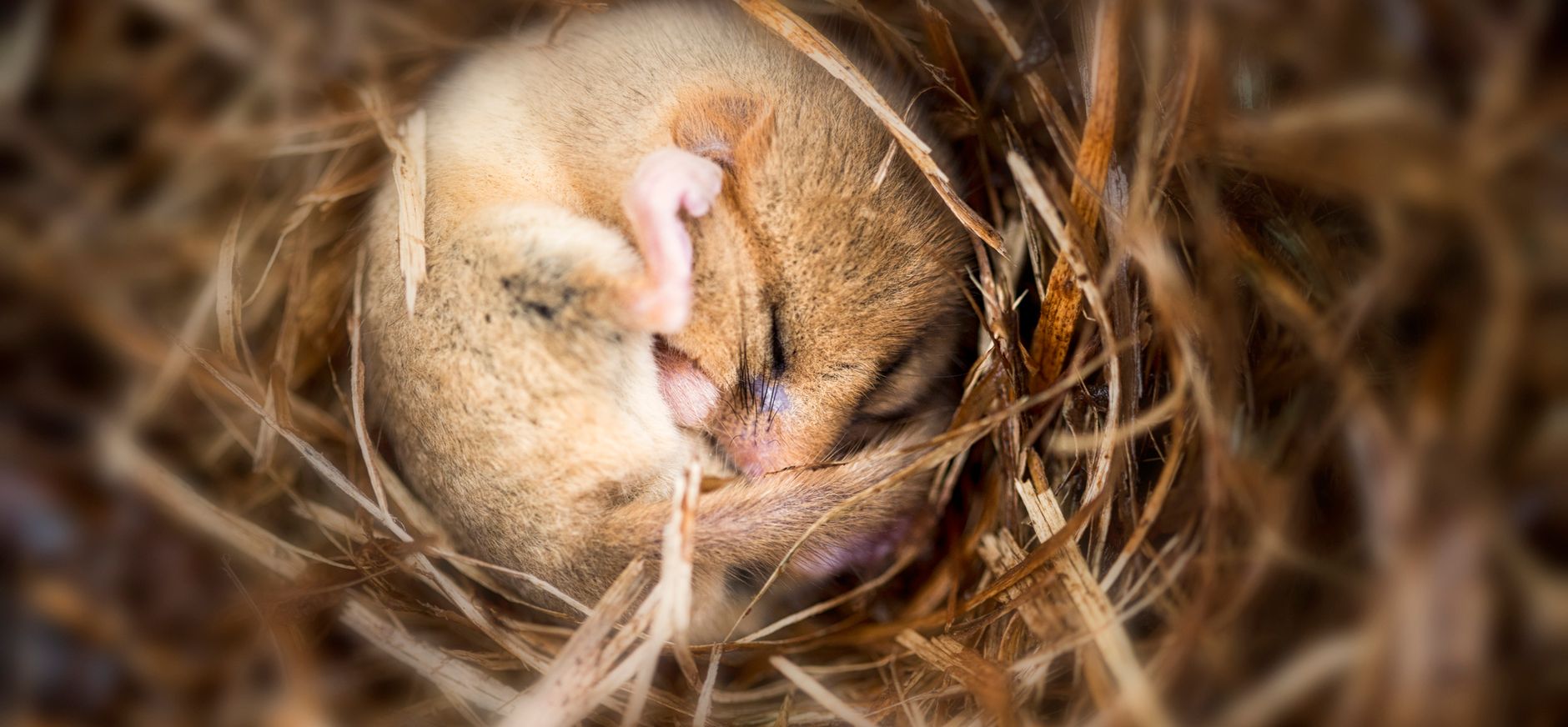 Hazelmuis in winterslaap