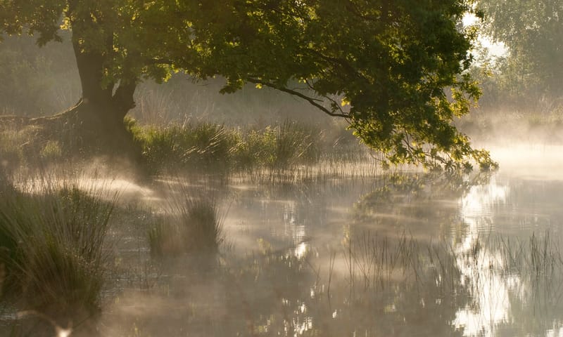 Huis ter Heide ven in de mist
