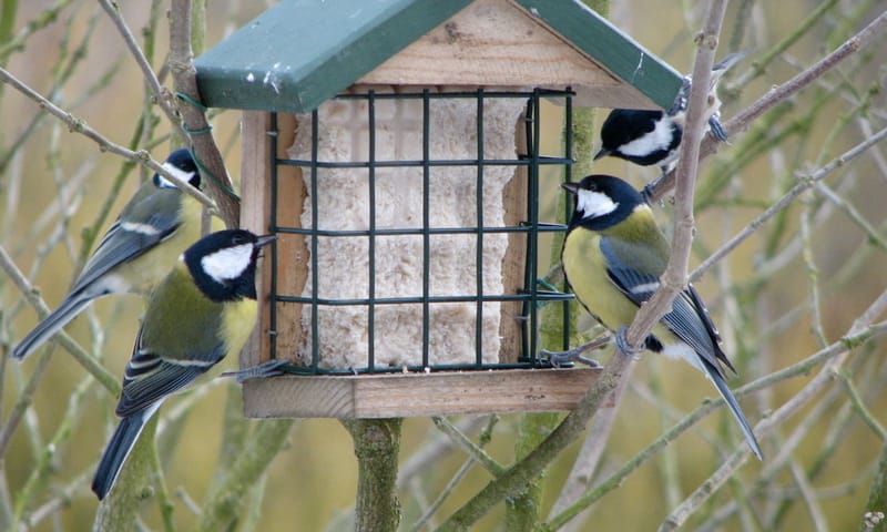 Koolmezen voeren winter