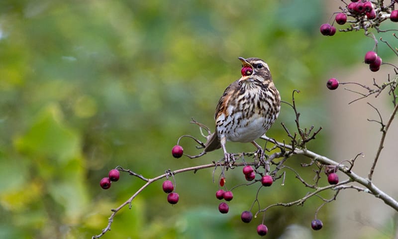 Koperwiek wintergast