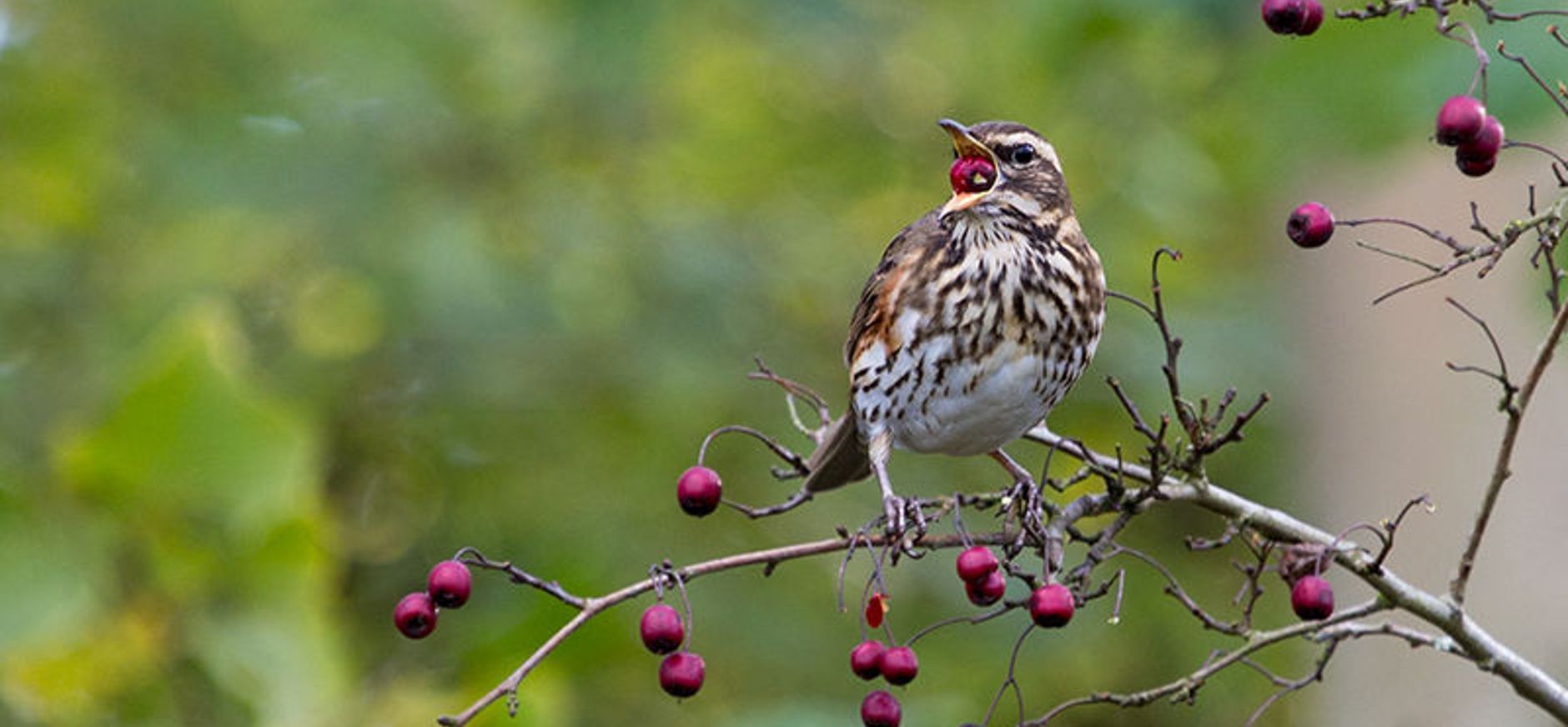 Koperwiek wintergast