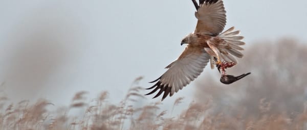 Bruine kiekendief in actie
