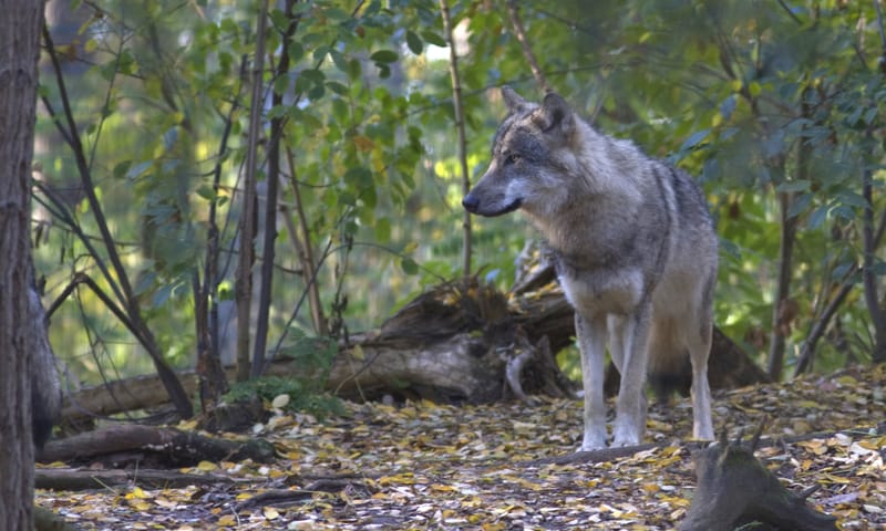 Wolvenexcursie wolven op de Veluwe