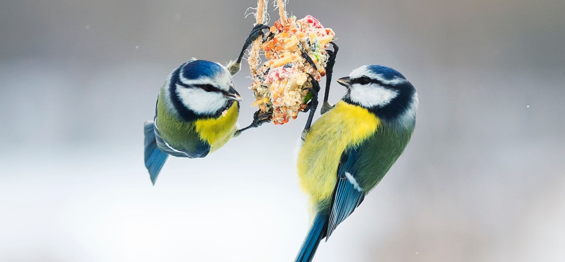 Pimpelmezen aan vetbol