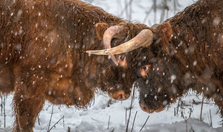 Schotse hooglander in de winter