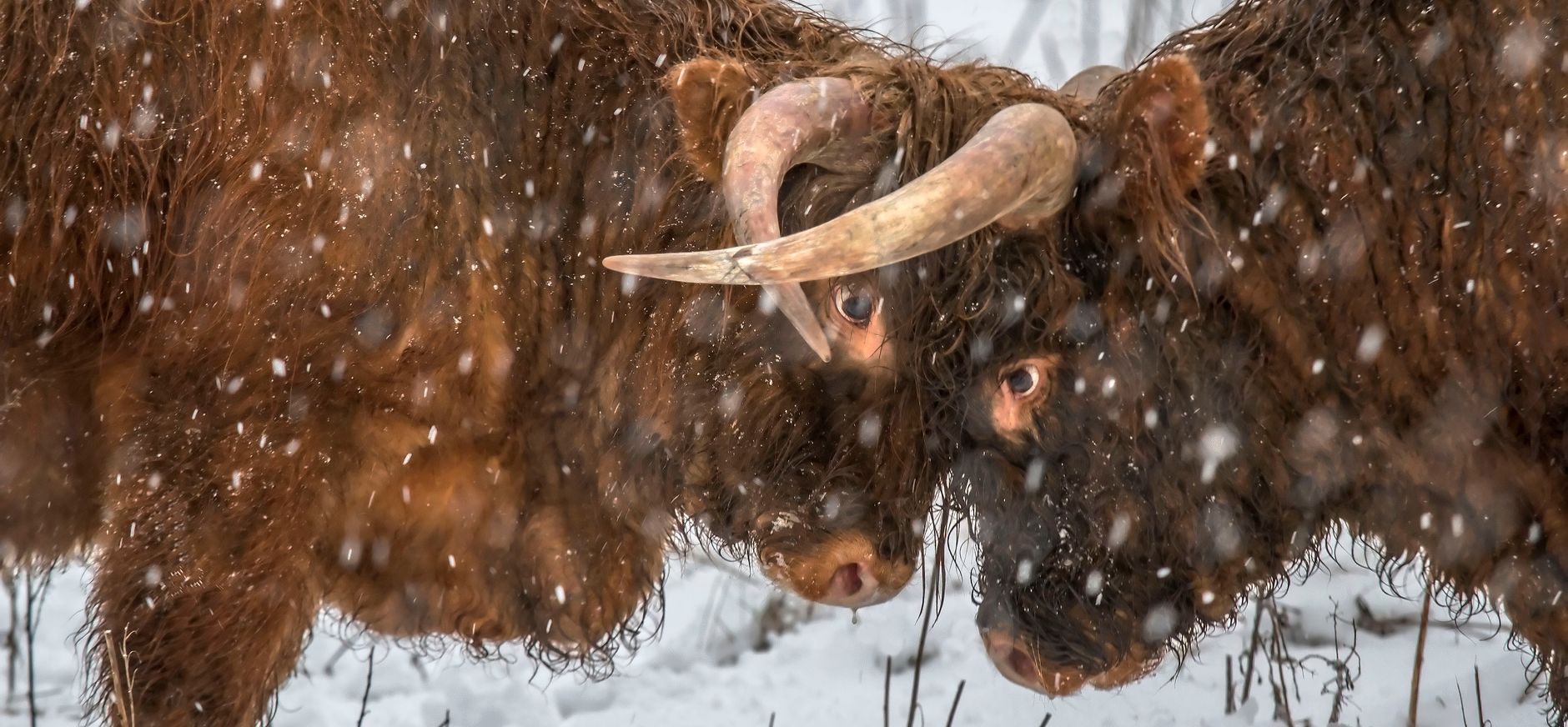 Schotse hooglander in de winter
