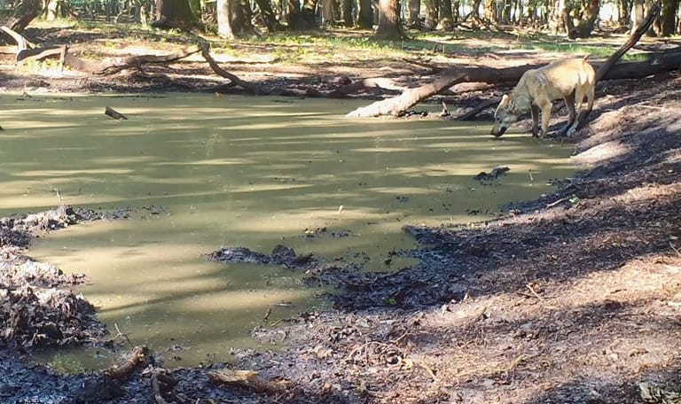 Volg de wolf op de Zuid-Veluwe - wolfblog