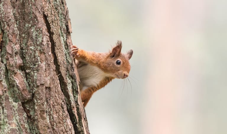 Eekhoorn op boom - schors