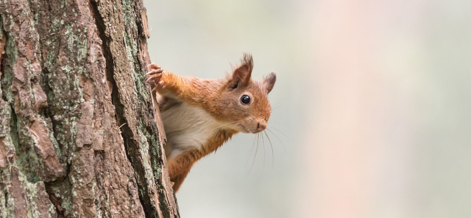 Eekhoorn op boom - schors