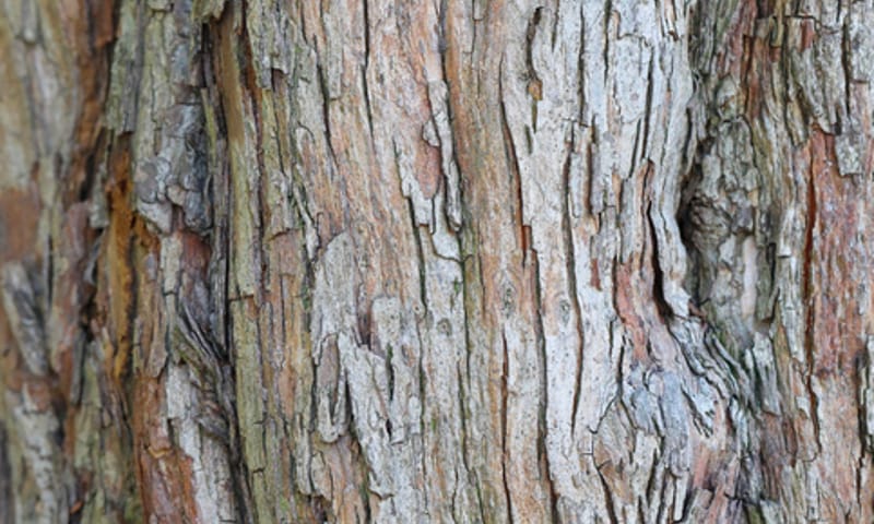 Eenstijlige meidoorn schors