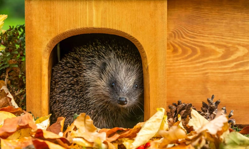 Egel in egelhuisje