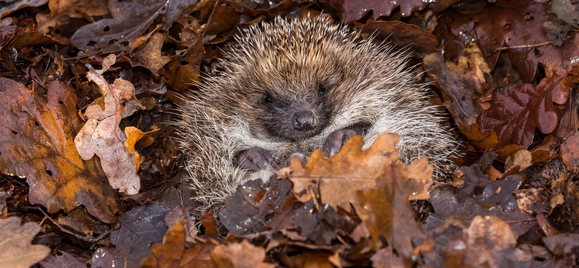 Egel in winterslaap tussen de bladeren